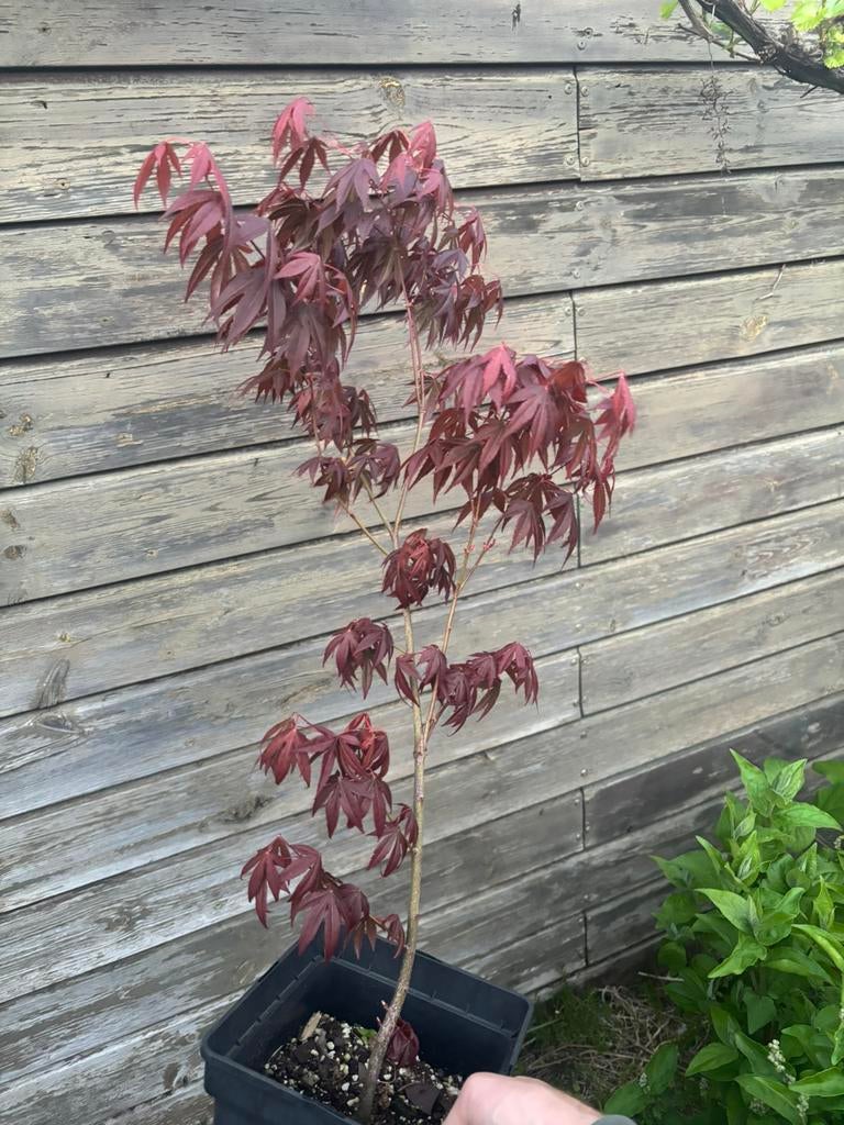 Rode Japanse esdoorn (jonge boom), Tuin en Terras, Planten | Tuinplanten, Ophalen, Bloeit niet, Overige soorten, Halfschaduw