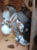 dwerg konijntjes, Dieren en Toebehoren, Meerdere dieren, Dwerg