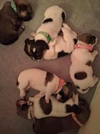 Ruwharige jackrussel pups, Meerdere, Meerdere dieren, Nederland, Fokker | Hobbymatig