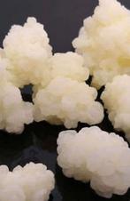 GEZOCHT: melk kefir korrels, Diversen, Ophalen of Verzenden