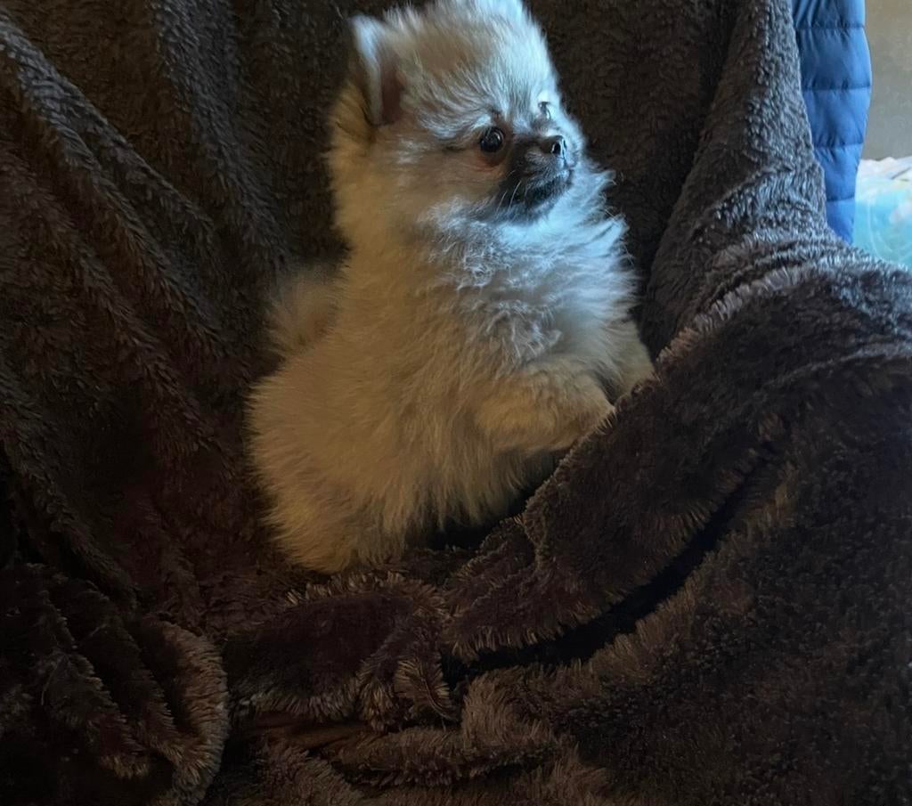 Prachtig Pomeriaan reutje 10 weken oud, Dieren en Toebehoren, Parvo, Keeshond, Reu, 8 tot 15 weken