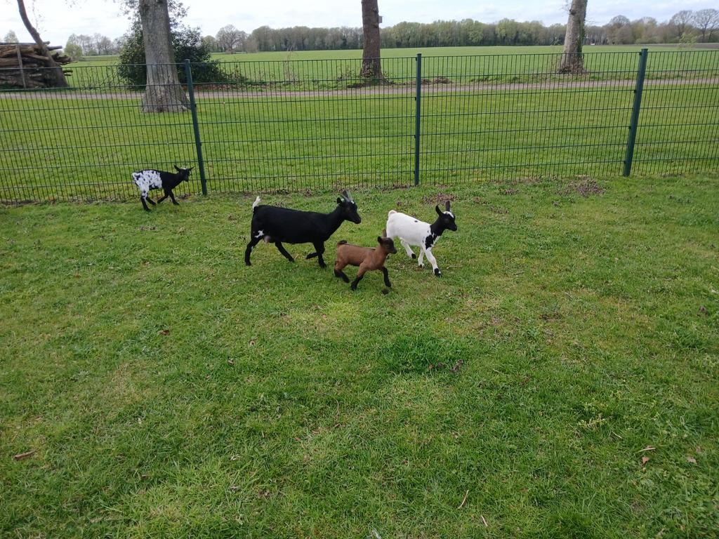 Dwerggeit geitjes bokjes, Dieren en Toebehoren, Schapen, Geiten en Varkens, Meerdere dieren, Geit