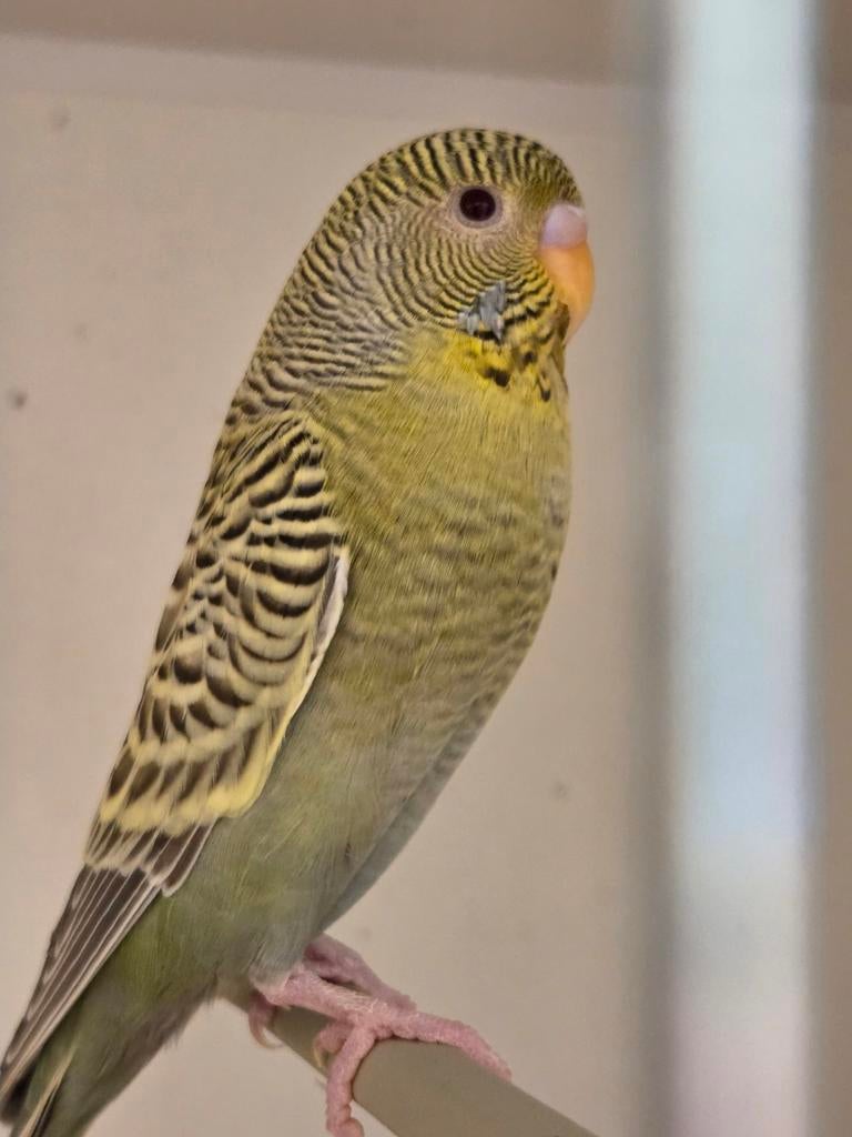 Blackface dun fallow grijs groen man 2025, Dieren en Toebehoren, Meerdere dieren, Parkiet