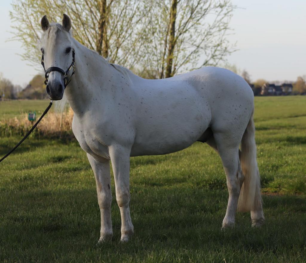 Verzorger gezocht, Ophalen of Verzenden, Nieuw