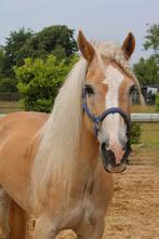 Wij zoeken een ruiter voor ossy te rijden, Dieren en Toebehoren, Ophalen of Verzenden, Nieuw, Dressuur