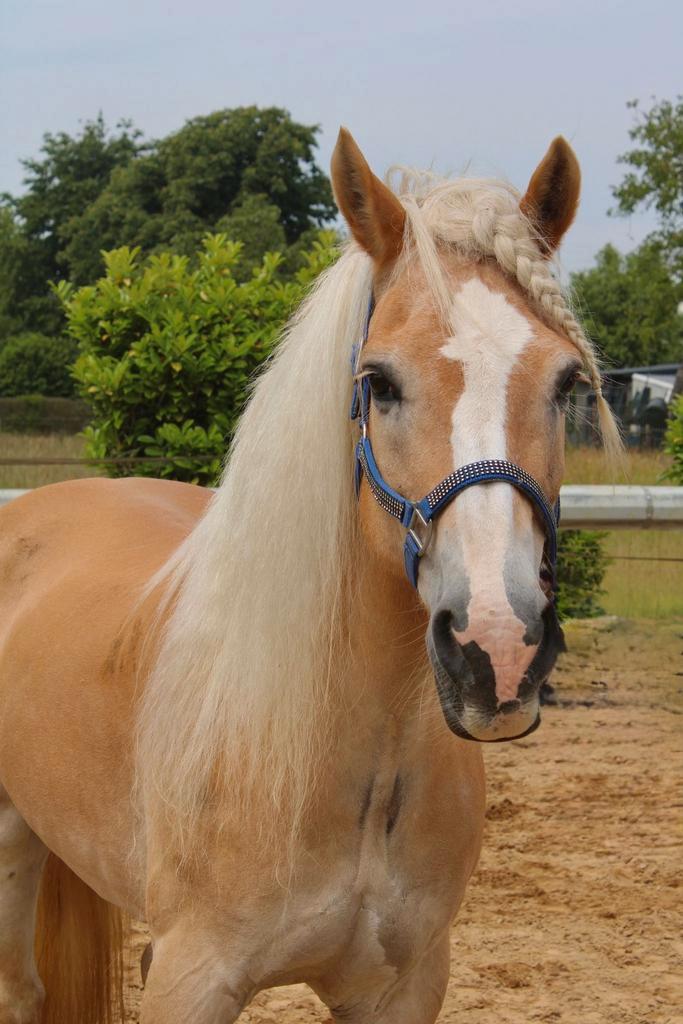 Wij zoeken een ruiter voor ossy te rijden /niet te koop, Dieren en Toebehoren, Paarden en Pony's | Overige Paardenspullen, Nieuw
