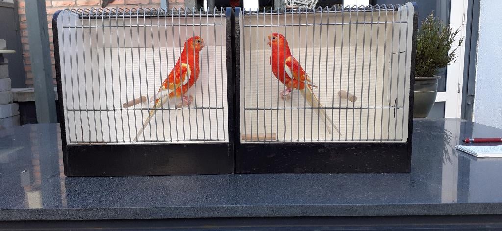 roodrug parkiet man ruil voor pop oranje robino, Meerdere dieren, Parkiet, Geringd