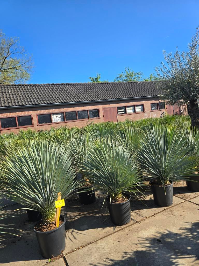 Yucaa rostrata uitzoeken €125, Tuin en Terras, Planten | Bomen, Ophalen of Verzenden, Volle zon, Overige soorten