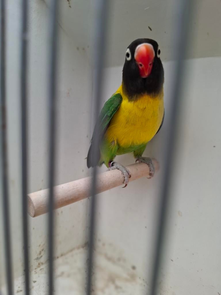 Personata, Dieren en Toebehoren, Vogels | Parkieten en Papegaaien, Mannelijk, Dwergpapegaai of Agapornis
