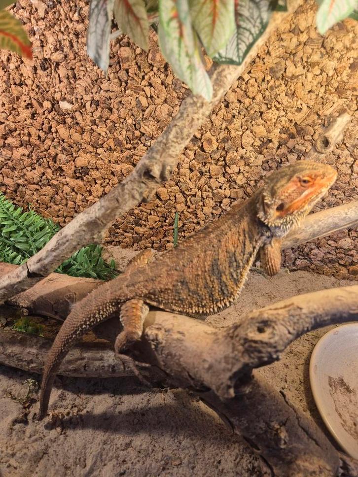 **Baardagaam en dwergbaardagaam met terrarium** Bearded Dragon - unknown for sale from Mommy