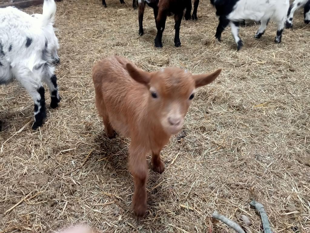 Geiten, Dieren en Toebehoren, Schapen, Geiten en Varkens