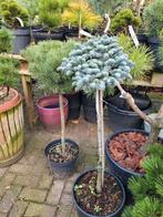 Abies Procera op stam - Nobilis zilverspar, Vaste plant, Bloeit niet, Halfschaduw, Ophalen