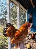 Cochin x zijdehoen haan gratis af te halen, Dieren en Toebehoren, Pluimvee, Mannelijk, Kip