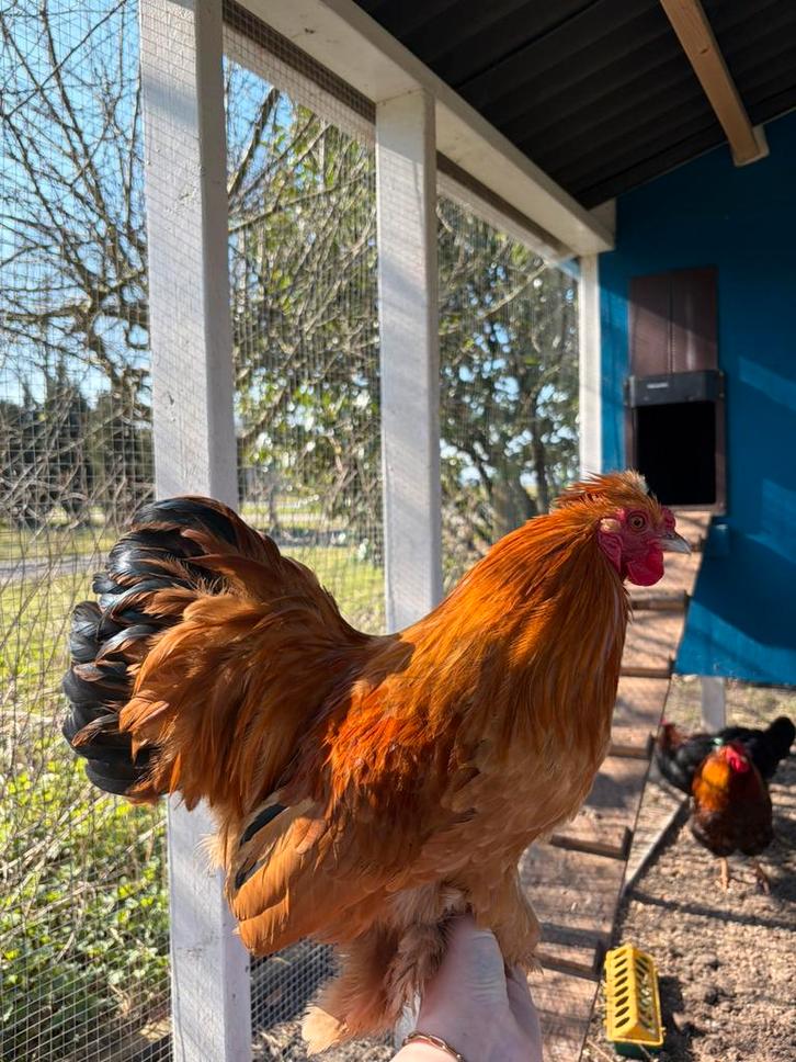 Cochin x zijdehoen haan gratis af te halen, Dieren en Toebehoren, Pluimvee, Kip, Mannelijk