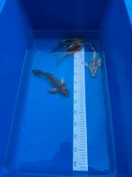 Butterfly koi mix 20-23 cm, Dieren en Toebehoren, Karper of Koi