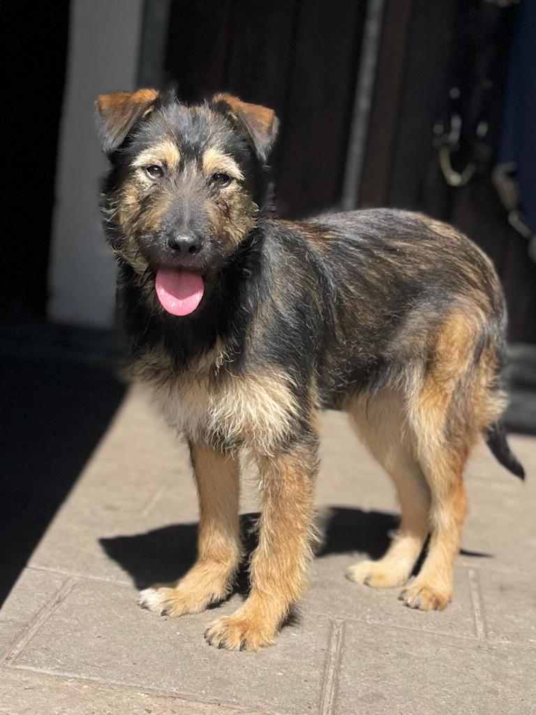 Stinky reutje 5 maanden, Dieren en Toebehoren, Honden | Niet-rashonden, Particulier, 15 weken tot 1 jaar, Reu, Buitenland
