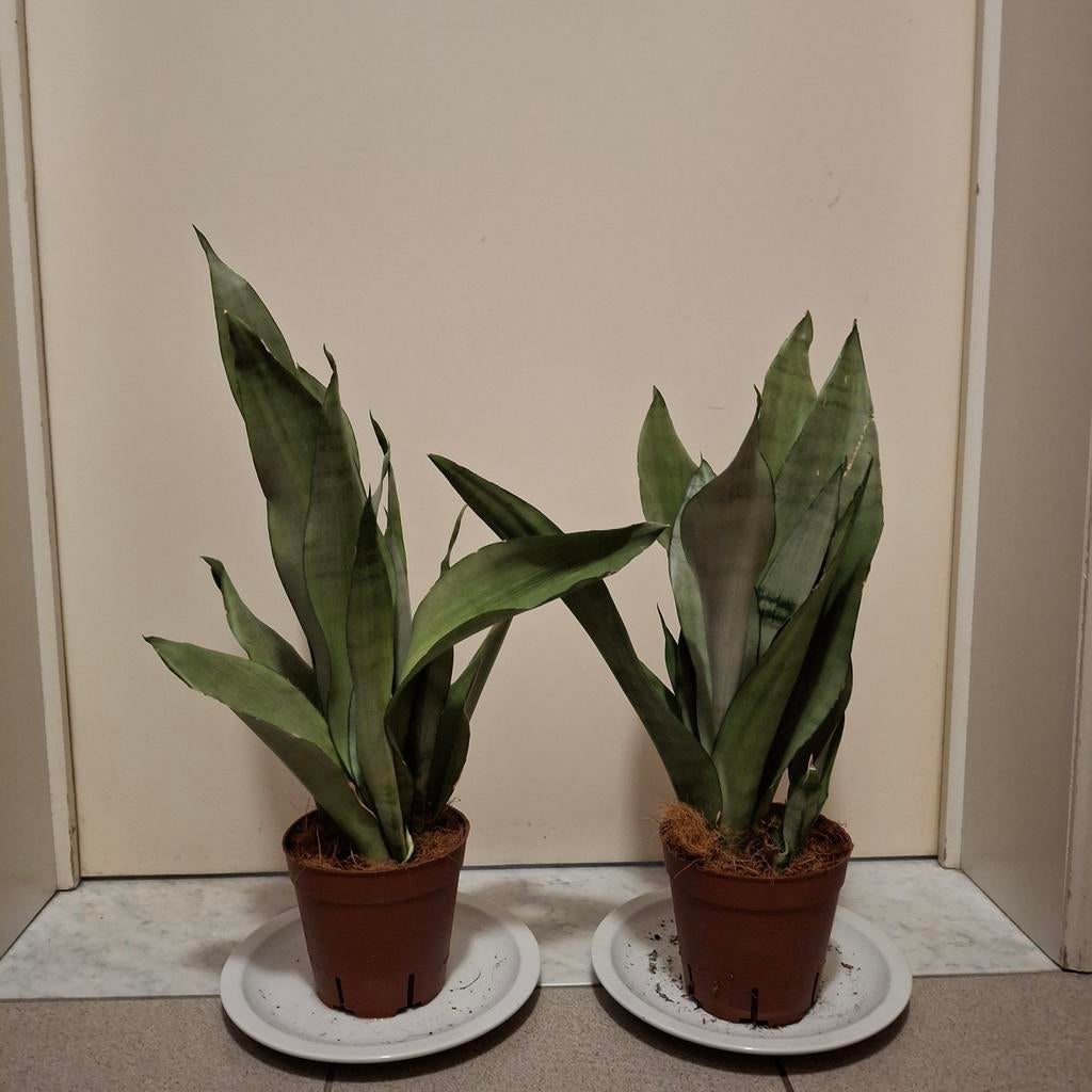 Sanseveria Moonshine, Ophalen of Verzenden, Halfschaduw, Minder dan 100 cm
