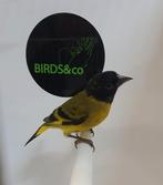 Zwartkop sijzen koppels beschikbaar, Meerdere dieren, Tropenvogel