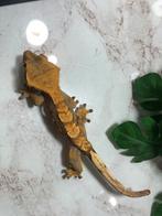 Wimpergekko - Crested gecko - Correlophus ciliatus, Dieren en Toebehoren, Reptielen en Amfibieën, Hagedis, Tam, 0 tot 2 jaar