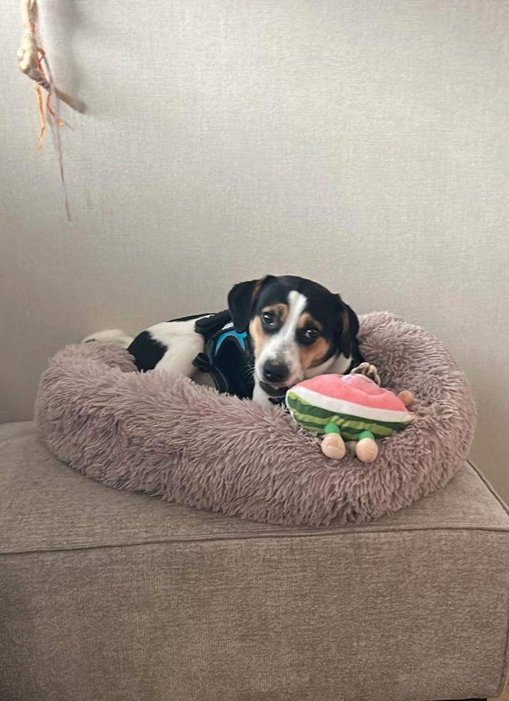 SpoedGratis ophalen.  Of thuis gebracht.  Spoed, Dieren en Toebehoren, Honden | Niet-rashonden, Middel, Reu, Particulier, Eén hond