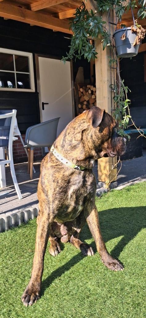 Dekreu (Cane Corso X Bullmastiff) beschikbaar / dek reu, Dieren en Toebehoren, Reu, 1 tot 2 jaar, Eén hond, Nederland