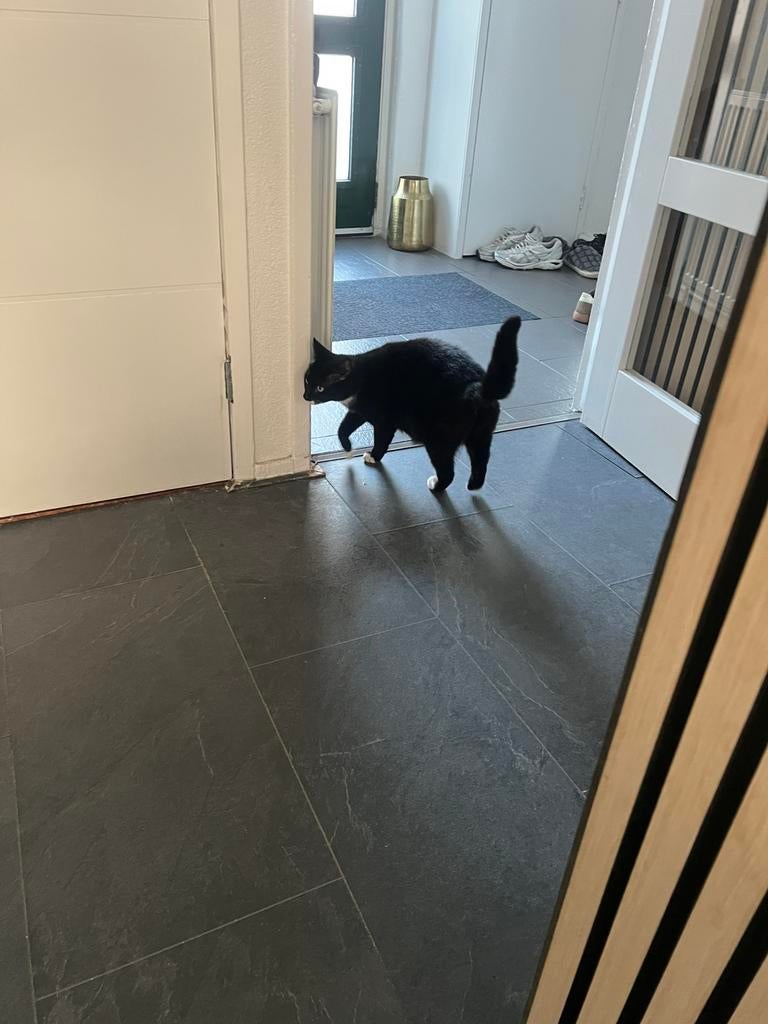 Poes gratis af te halen, Dieren en Toebehoren, Poes