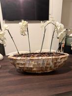 Schelpenvaas met Orchideeën, Ophalen, Overige materialen, Schaal, Zo goed als nieuw