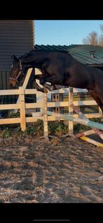 Talentvol spring paard te koop, Ruin, Springpaard, 3 tot 6 jaar