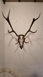 Herten Gewei Schedel - Landelijk Interieur Decoratie, Ophalen, Gebruikt