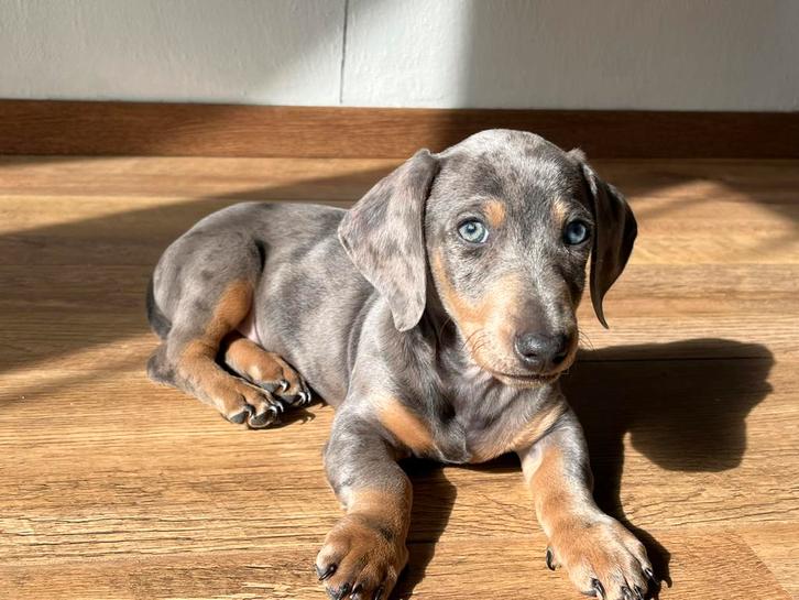 Prachtige merle reutje teckel pup te koop, Dieren en Toebehoren, Honden | Teckels en Dashonden, Reu, Korthaar, Dwerg, Particulier