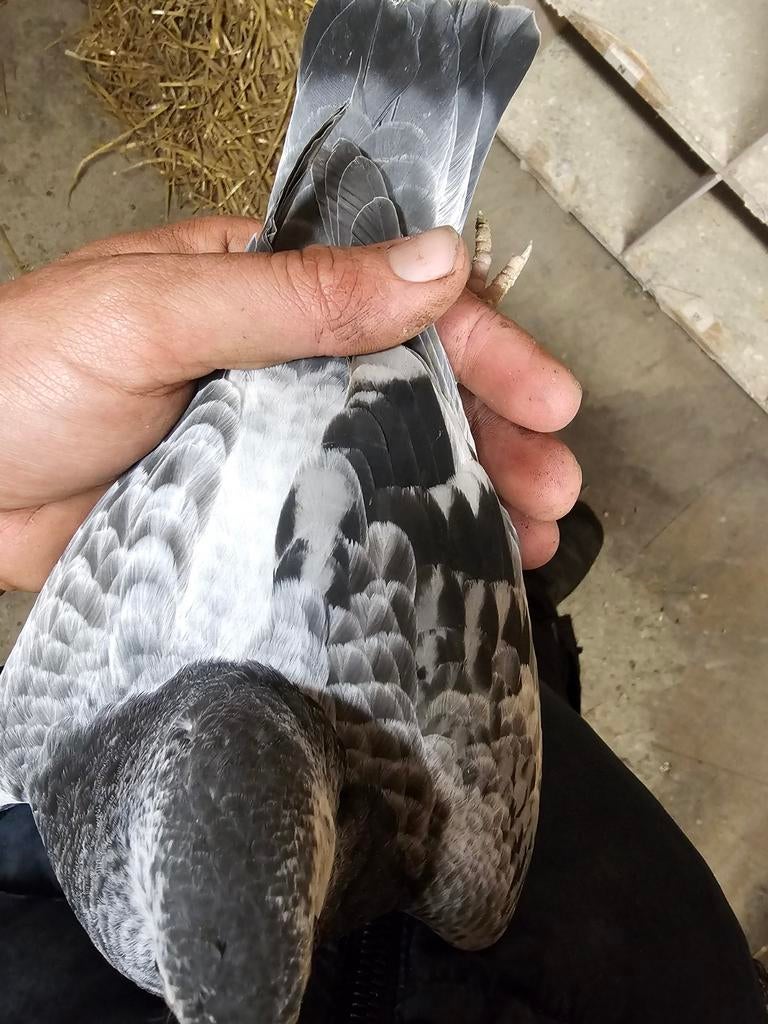 Jonge postduif aparte kleur, Geslacht onbekend, Postduif