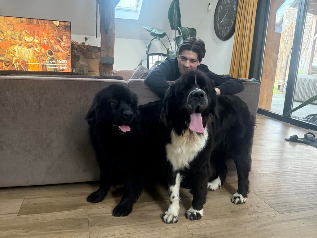 Nieuw huis gezocht voor onze newfoundlander teefje 2 jaar, Dieren en Toebehoren, Honden | Niet-rashonden, Teef, Groot, Eén hond
