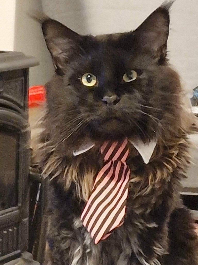 Prachtige Maine Coon van 4 jaar zoekt een liefdevol thuis., Poes, Gechipt, 3 tot 5 jaar