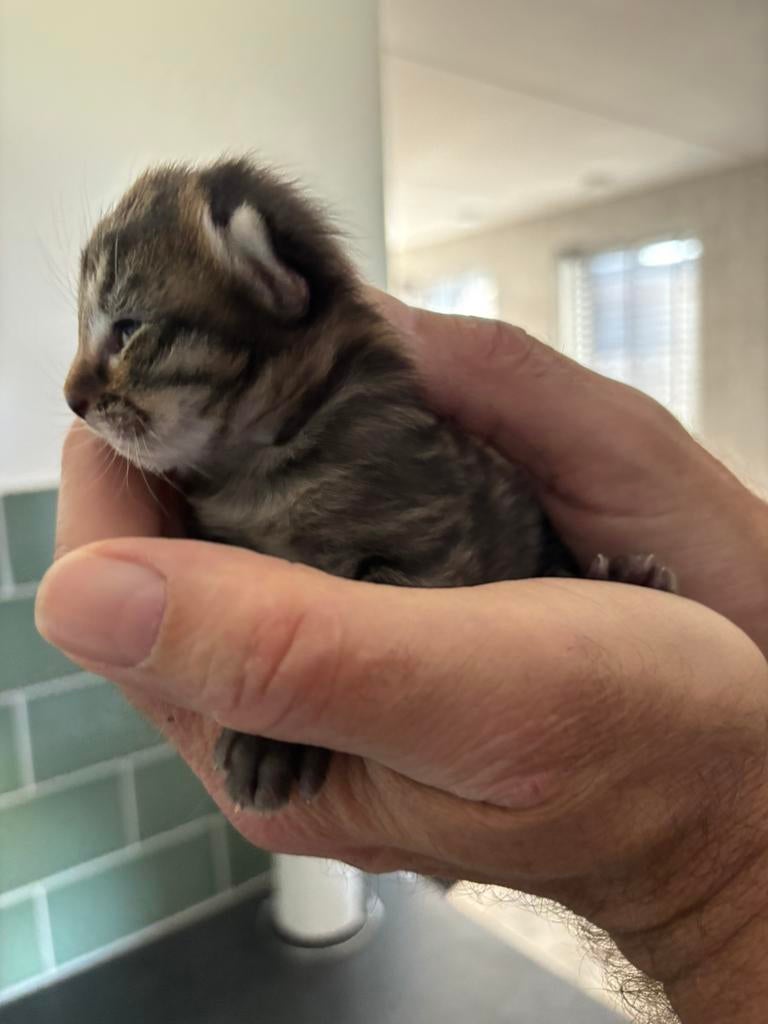 Kitten britse korthaar/ragdoll, Kater, Ontwormd, 0 tot 2 jaar