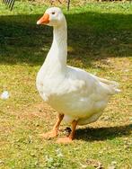 Boerengans gans m, Dieren en Toebehoren, Pluimvee, Mannelijk, Gans of Zwaan