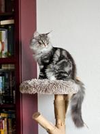 Noorse Boskat katertje (100% raszuiver), Kater, Met stamboom