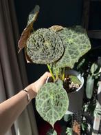 Begonia Goegoensis [M], Huis en Inrichting, Kamerplanten, Ophalen of Verzenden, Halfschaduw, Minder dan 100 cm