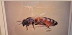 Buckfast koningin schilderij ruilen, Dieren en Toebehoren, Insecten en Spinnen, Bijen