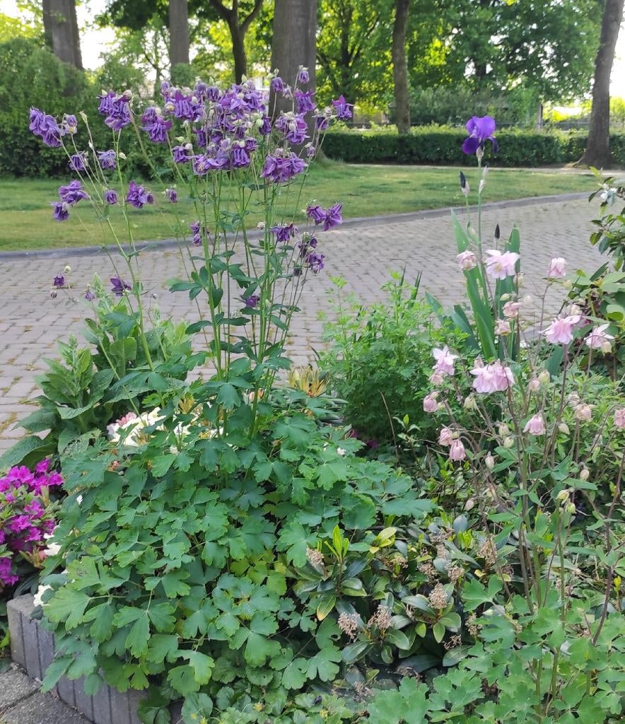 Akelei - Aquilegia vulgaris - Vaste planten, Vaste plant, Halfschaduw, Lente, Ophalen