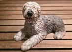 Castagna beeldje Old English Sheepdog (1988), Verzamelen, Ophalen of Verzenden