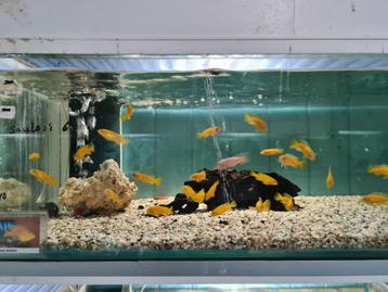 Pseudotropheus Saulosi Malawi Cichliden beschikbaar voor biedingen