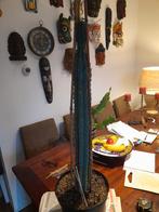 Cactus Trichocereus Macrognus, Huis en Inrichting, Kamerplanten, Ophalen, Cactus, Minder dan 100 cm, Bloeiende kamerplant