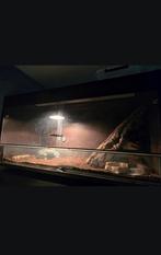 2 x terrarium 120x50x50, Dieren en Toebehoren, Reptielen en Amfibieën | Toebehoren, Ophalen, Zo goed als nieuw, Terrarium of Paludarium