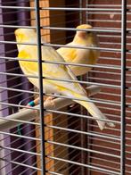 Mozaïek vogels, Dieren en Toebehoren, Meerdere dieren