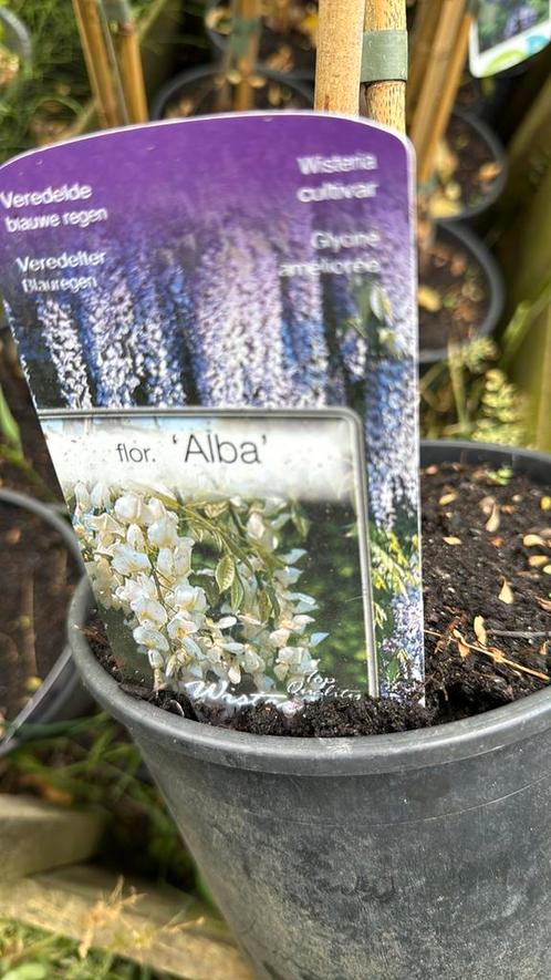 Nieuw binnen  hoog 125 cm + blauwe regen  wit - blauw - roze, Tuin en Terras, Planten | Tuinplanten, Vaste plant, Klimplanten