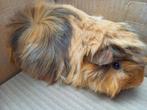 Alpaca en peruvian cavia's, Dieren en Toebehoren, Knaagdieren, Cavia, Mannelijk, Mei, Tam