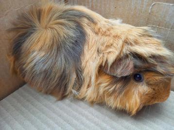 Alpaca en peruvian cavia's  beschikbaar voor biedingen