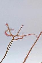 Bladstek Drosera Binata 'Multifida extrema', Huis en Inrichting, Kamerplanten, Ophalen of Verzenden, Overige soorten, Minder dan 100 cm