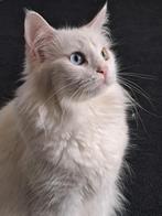 1 maine coon kitten wit (M) + 1 junior wit (V) 2 kleur ogen, Meerdere dieren, Ontwormd