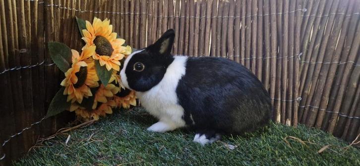 Zeer mooie dwergkonijnen te koop, Dieren en Toebehoren, Konijnen, Dwerg, Vrouwelijk
